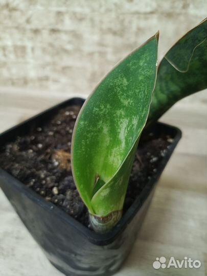 Сансевиерия масониана Виктория
