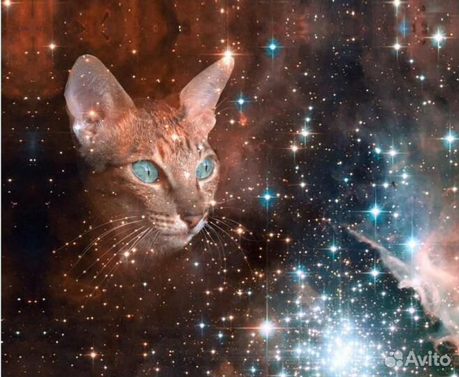 Картина на подрамнике 50 х 60 новая