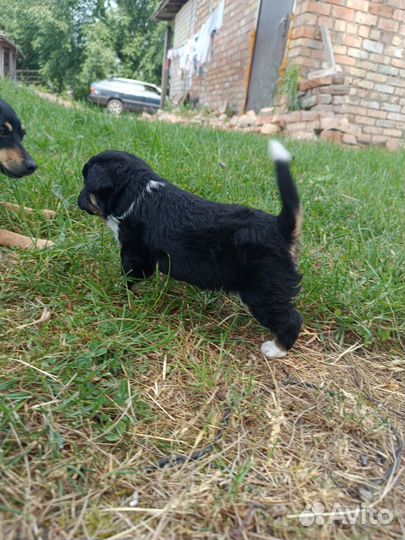 Щенок маленькой собаки в добрые руки