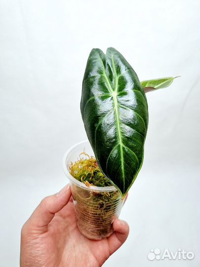 Алоказия пинк дракон