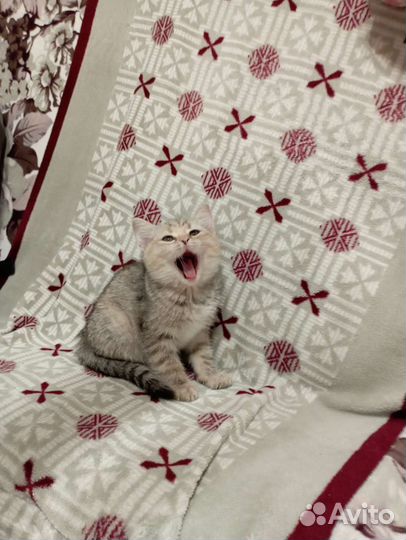 Котята британцы