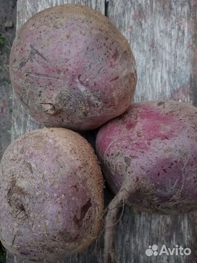 Картофель семенной и крупный, свекла столовая