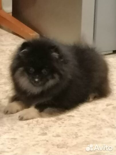 Щенки шпица