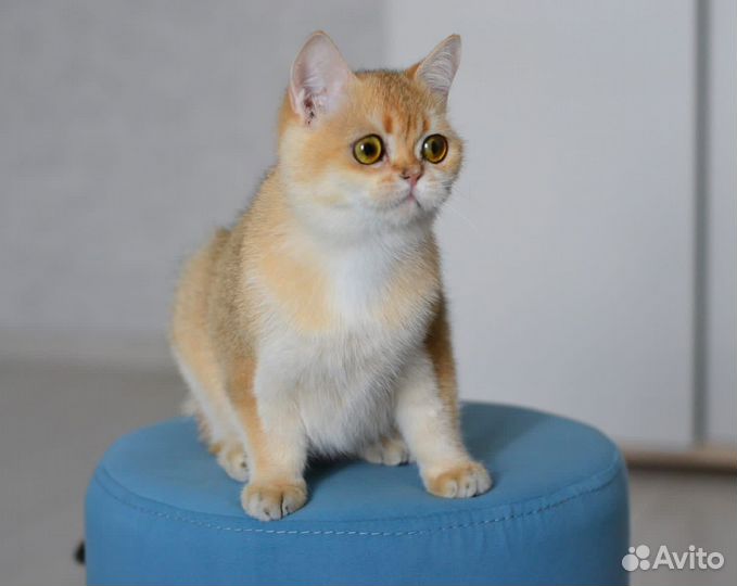 Британская кошка
