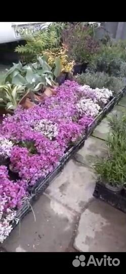 Лаванда, размарин, тимьян, флокс, хоста и другие