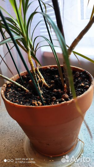 Пальма драцена