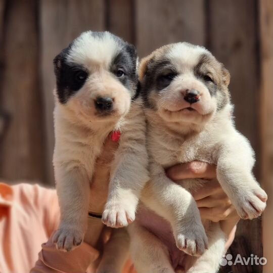 Щенок Алабая девочка с документами