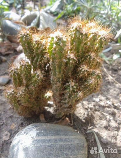 Цереус перуанский монстрозный