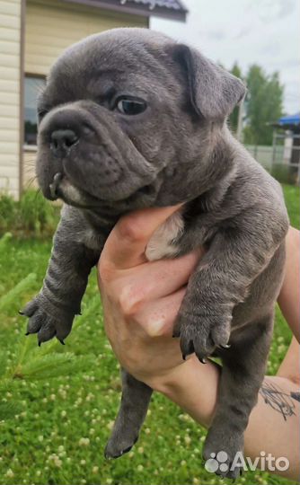 Щенки французского бульдога