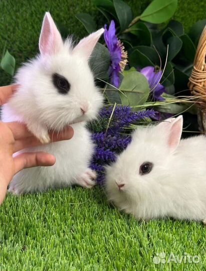 Выбор кроликов мини