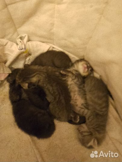 Кошка в дар бесплатно