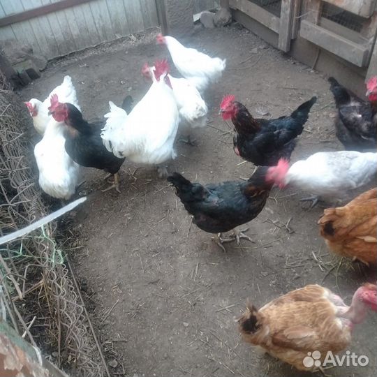 Куры молодки