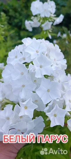 Флоксы сортовые