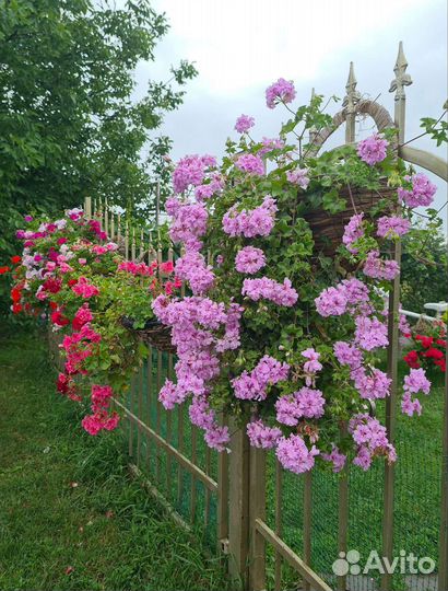 Плющелистные (ампельные) пеларгонии