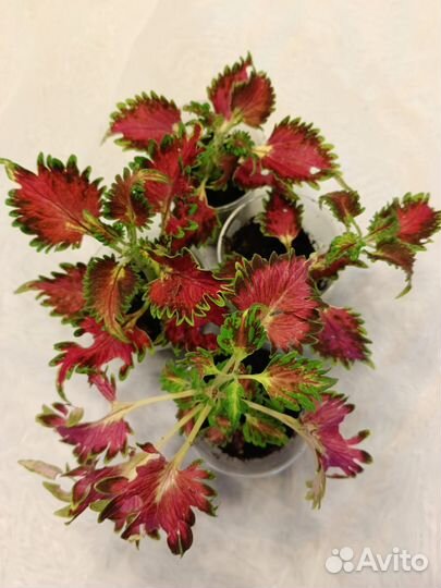 Колеусы вегетативные