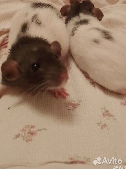 Передержка котов и грызунов.Выгул собак и кошек