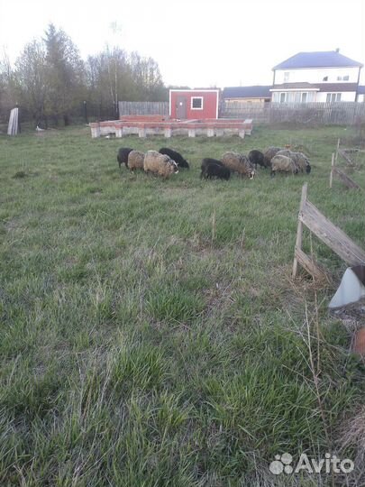 Овцы бараны ягнята