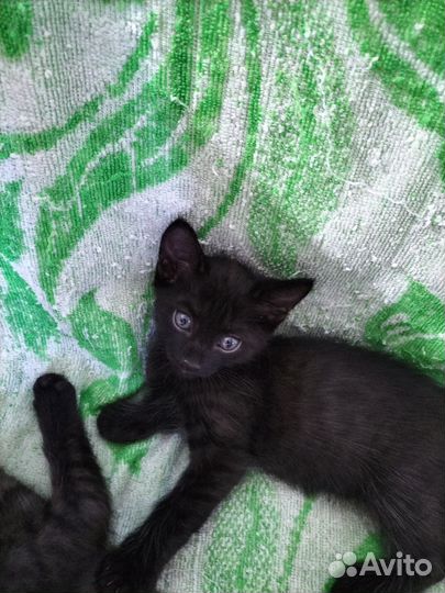Котята ангорята