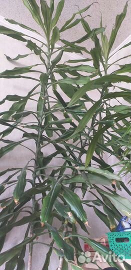 Пальма драцена