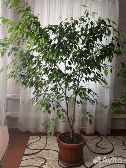 Фикус бенджамина