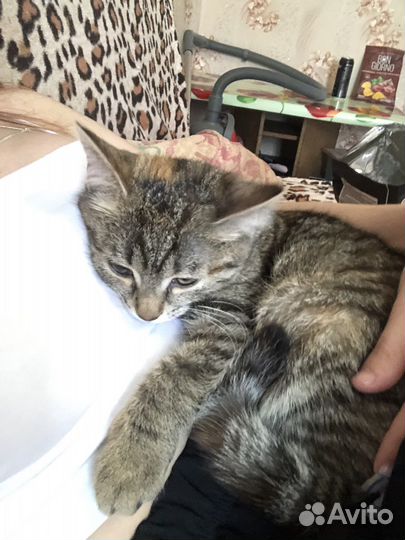 Кошка