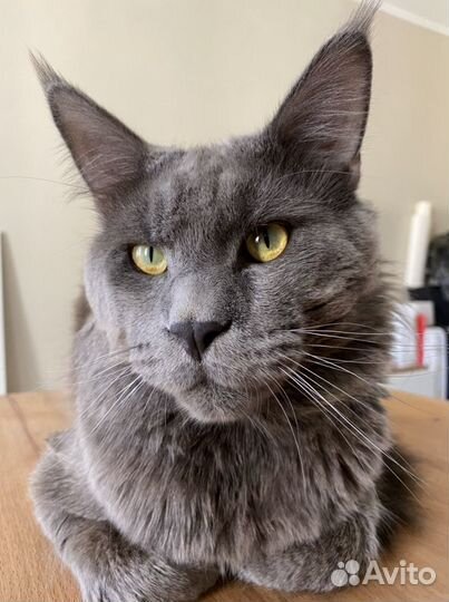 Вязка Мэйн Кун голубой солид