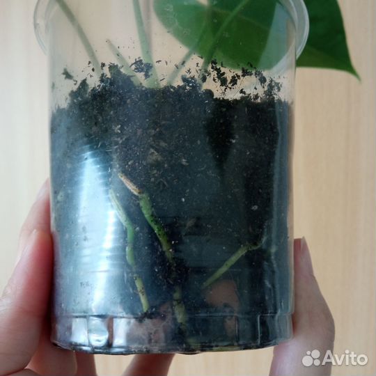 Антуриум Юта