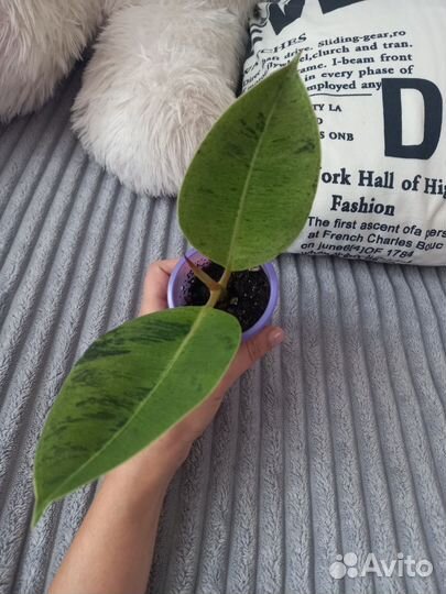 Фикус шривериана