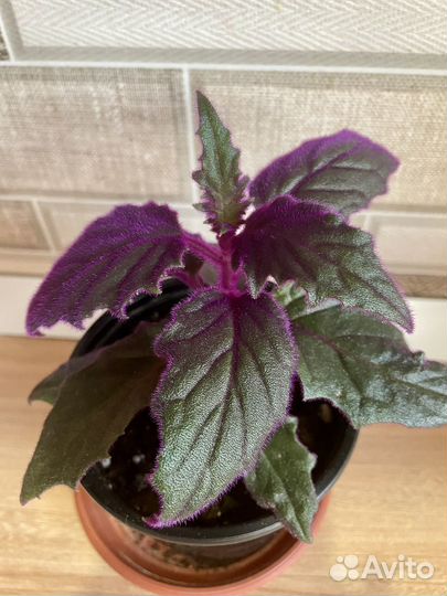 Гинура Синяя птица