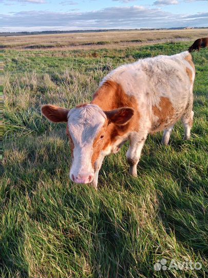 Бычок мясных пород
