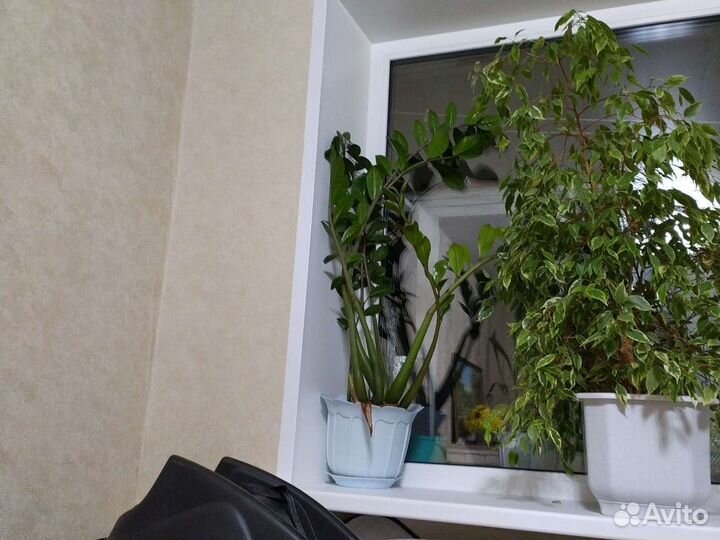 Замиокулькас