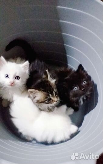 Котятки бесплатно