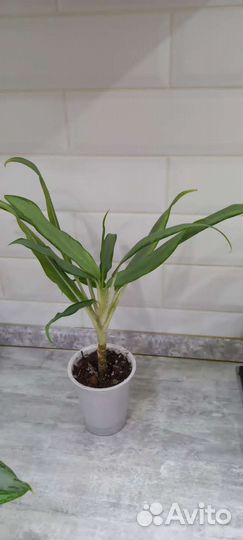 Комнатные растения