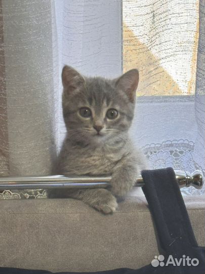 Котята в добрые руки бесплатно