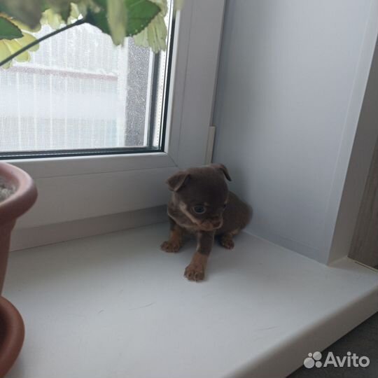 Щенки чихуахуа мини девочки, мальчик