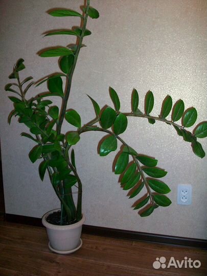 Замиокулькас