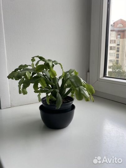 Домашние растения