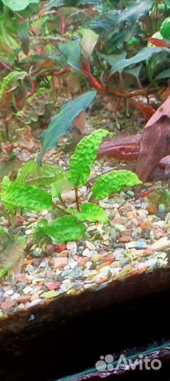 Рыбки,растения