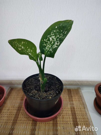 Цветы Дримиопсис, Диффенбахия, Герань винная