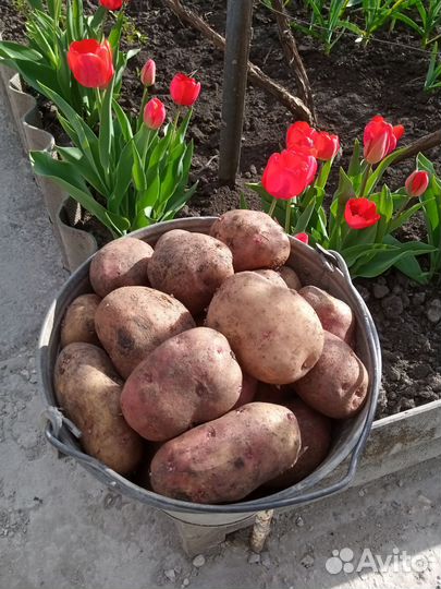 Продам картофель домашний
