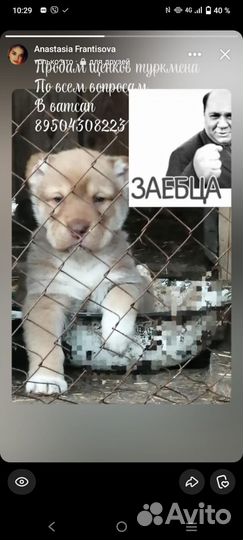 Продам щенков сао