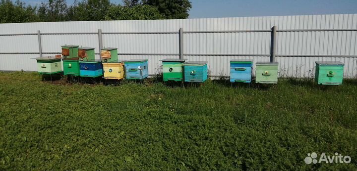 Продам пчел, отводки, пакеты