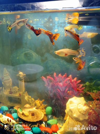 Аквариумные рыбки