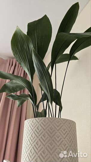 Аспидистра