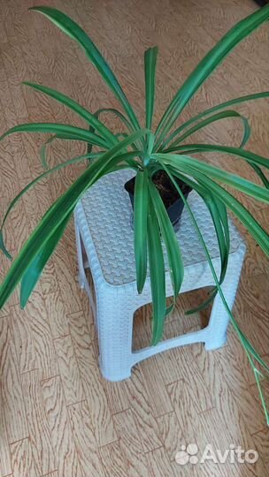 Хлорофитум