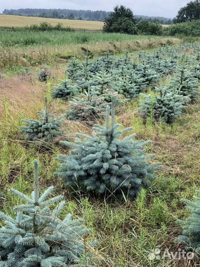 Ель голубая 1,5 м