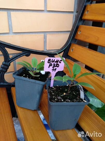 Гортензия саженцы лайм лайт