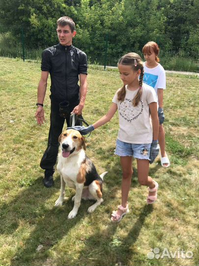 Услуги кинолога