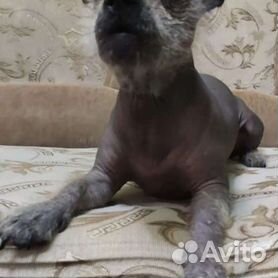 Собаки и щенки Китайской хохлатой в Левокумском , купить породистую собаку недорого