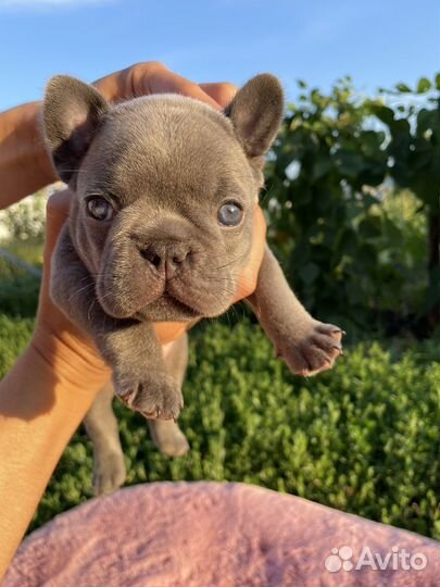 Французский бульдог лиловый с изабеллой в ньюшейд